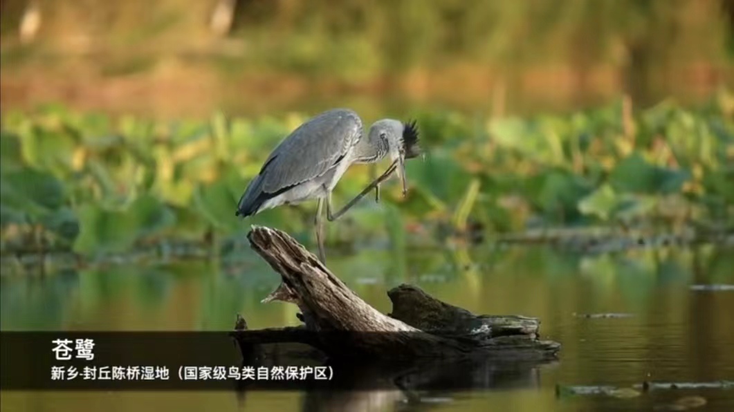 河南封丘：蒼鷺歡舞 陳橋濕地